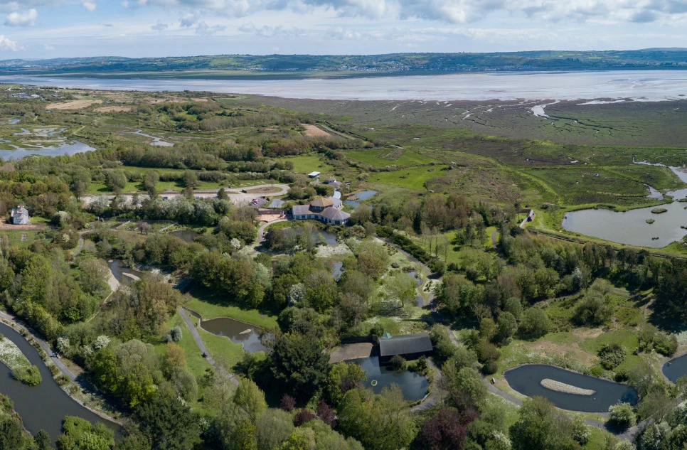 Wetland habitat at WWT Llanelli